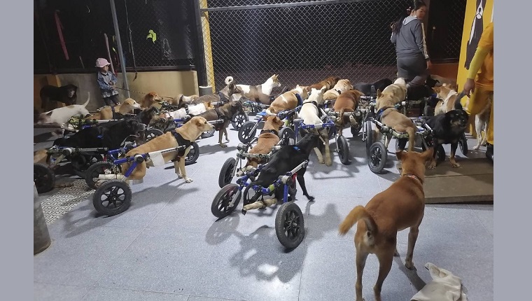 dogs in wheelchairs
