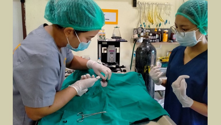 vets at the rescue perform a procedure on a dog