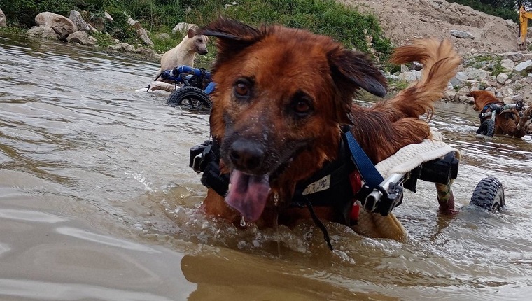 dog in a wheelchair plays in the water