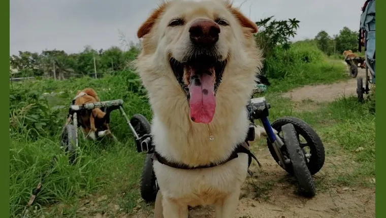dog in wheelchair smiling