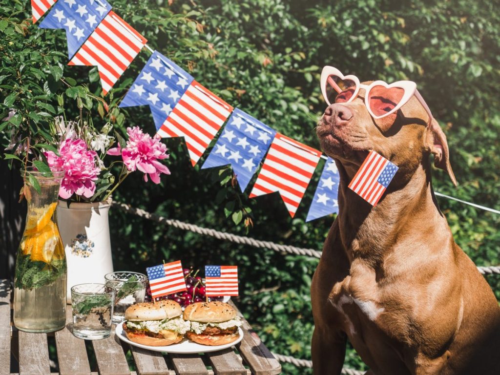 Dog celebrating 4th of July with updated tags as she holds an American flag banner next to a picnic.