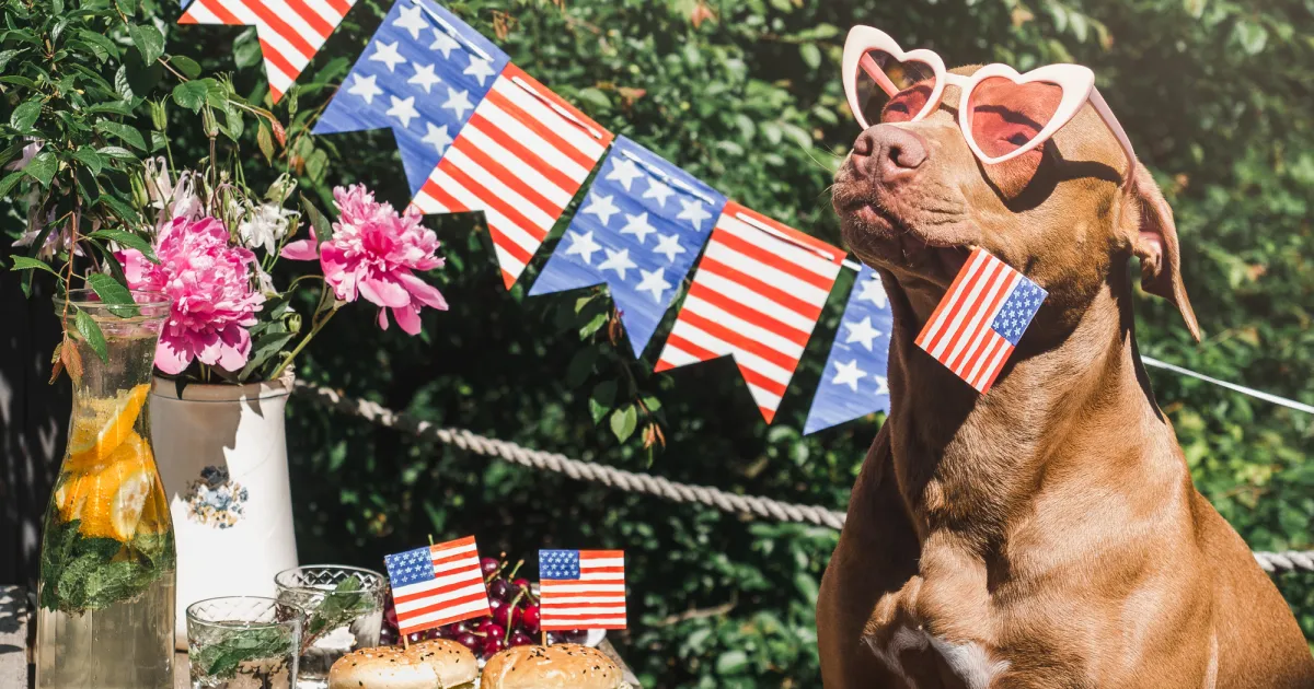 Dog celebrating 4th of July with updated tags as she holds an American flag banner next to a picnic.