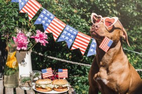Dog celebrating 4th of July with updated tags as she holds an American flag banner next to a picnic.