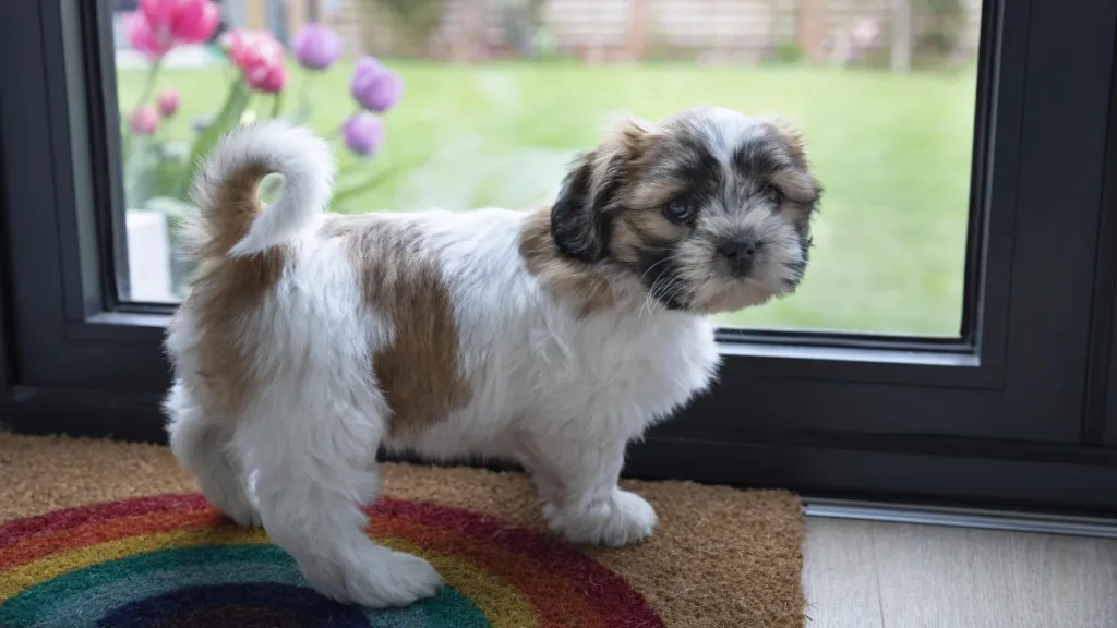 A Shih Tzu puppy working on house training waits by the door.