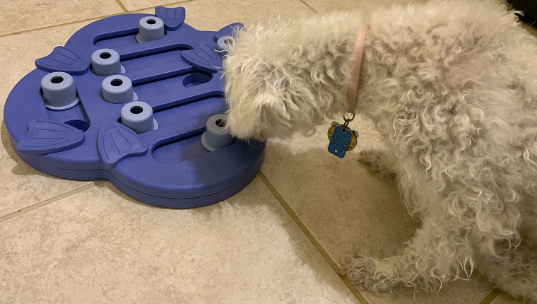 Leia sniffing her new puzzle toy 