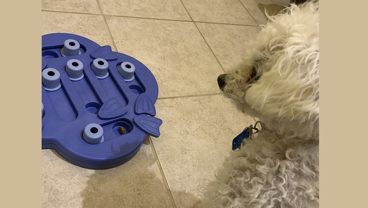 Leia eyeing her new treat puzzle toy