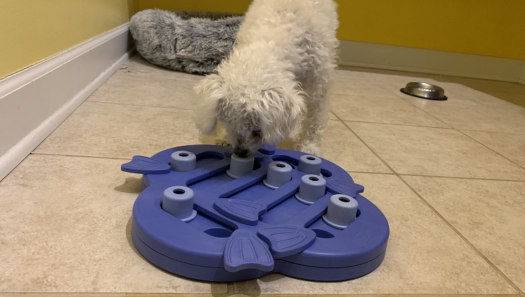 Leia figuring out her treat puzzle toy