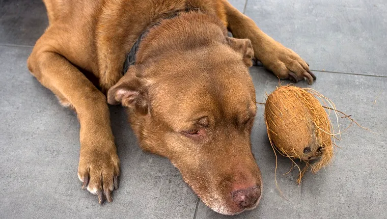 Brown Labrador dog laying on gray tiled floor. Dog playing with coconut.