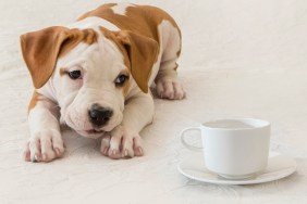 Puppy, Newborn, Dog, Pet, Close-up, American Staffordshire Terrier, cup of coffee / tea, tea invitation