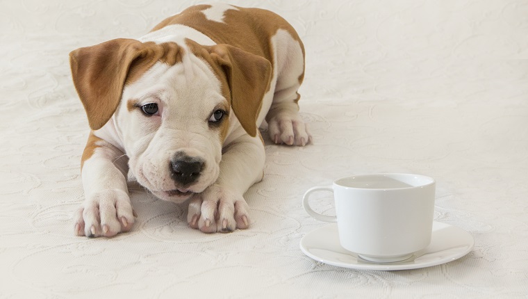 Puppy, Newborn, Dog, Pet, Close-up, American Staffordshire Terrier, cup of coffee / tea, tea invitation