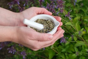 Woman hold in her hands a mortar of Catnip or Nepeta cataria herbs. Blossoming catmint flowers on background.