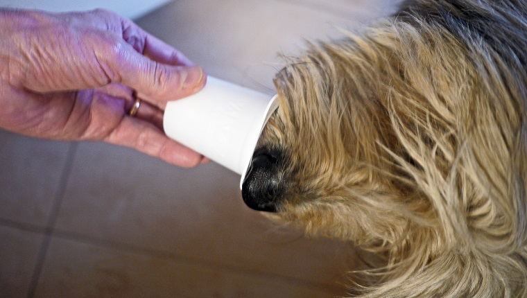 Close-up of muzzle and human hand holding white cup.