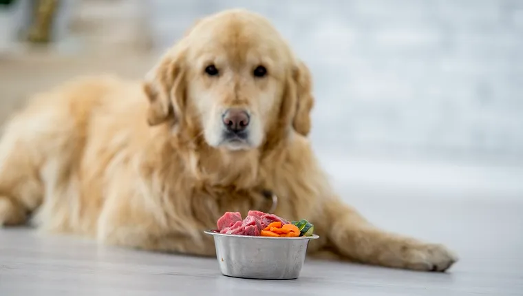 Are Dogs Omnivores? What Does That Mean, & What Should They Eat? - DogTime