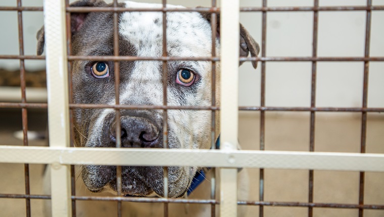 Sad large Pit Bull breed dog behind bars of a kennel at a rescue shelter