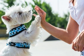 Dog give a high five to female owner