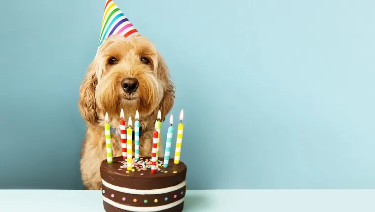 Happy Birthday Dog Wishes: 25 Cute Birthday Messages To Celebrate Fido's Special Day - DogTime