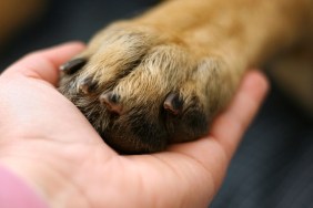 Dog paw in a human hand.
