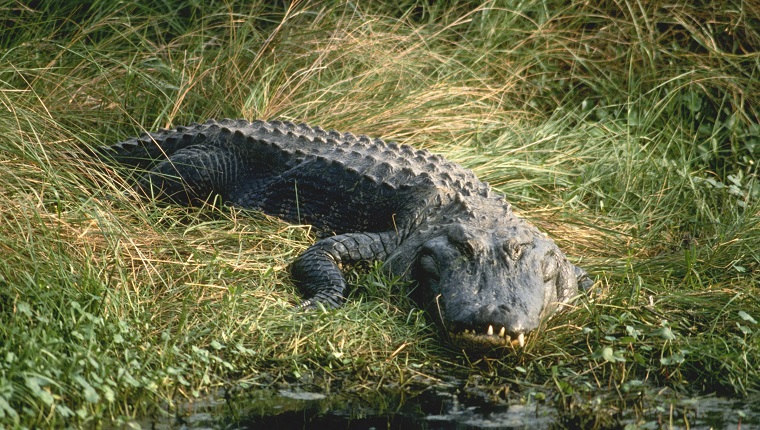 Alligator in the Grass