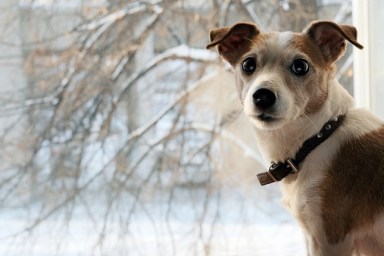 Dog jack srassell terrier looks back sitting window snow in winter i