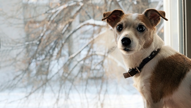 Dog jack srassell terrier looks back sitting window snow in winter i