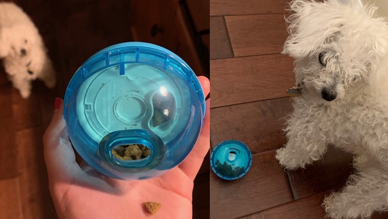 https://dogtime.com/wp-content/uploads/sites/12/2021/07/ourpets-iq-treat-ball-cover.jpg