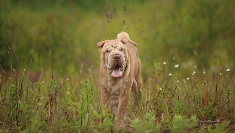 Portrait of a Shar pei breed dog on a walking on a field. Green grass background