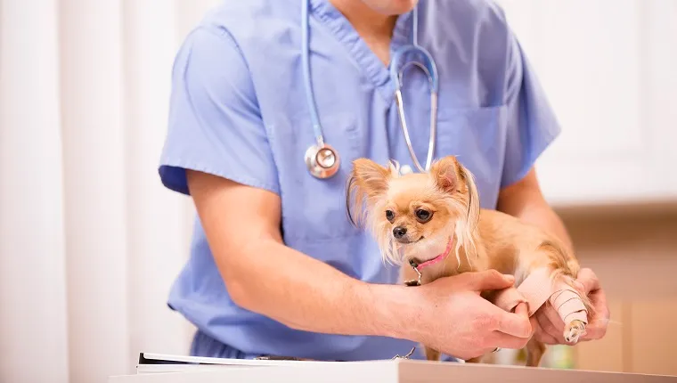 Cute Chihuahua dog gets her injured leg bandaged by a kind Latin descent doctor. Doctor's office or animal hospital.