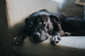 Sweet black dog, relaxing on a sofa.