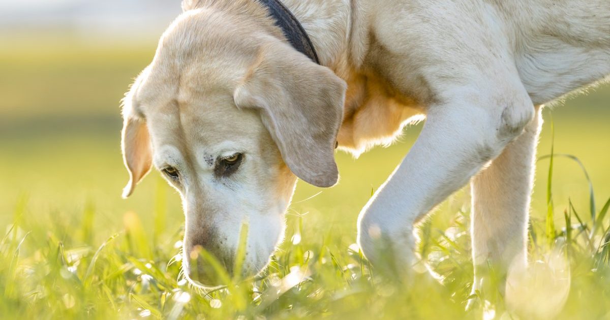 Why Do Dogs Eat Grass?