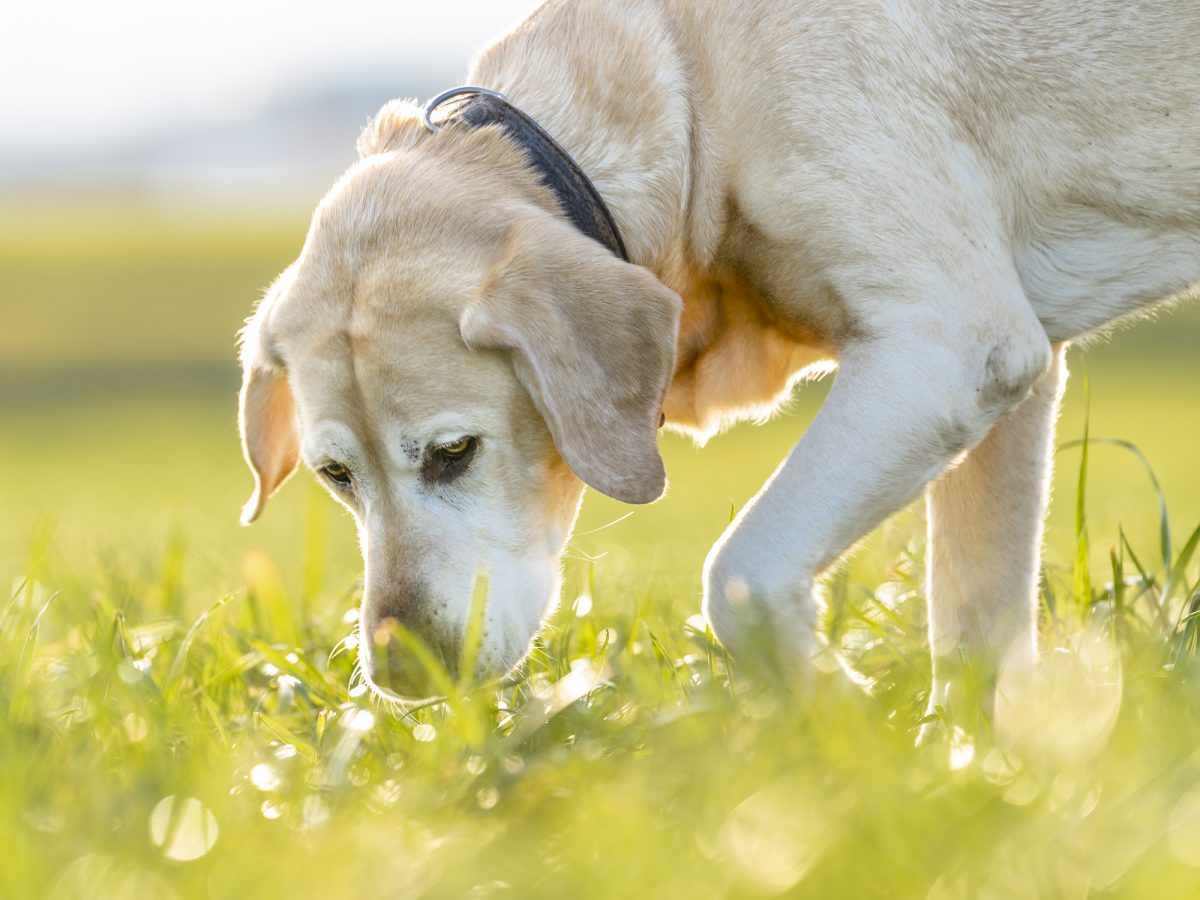 Why Do Dogs Eat Grass?