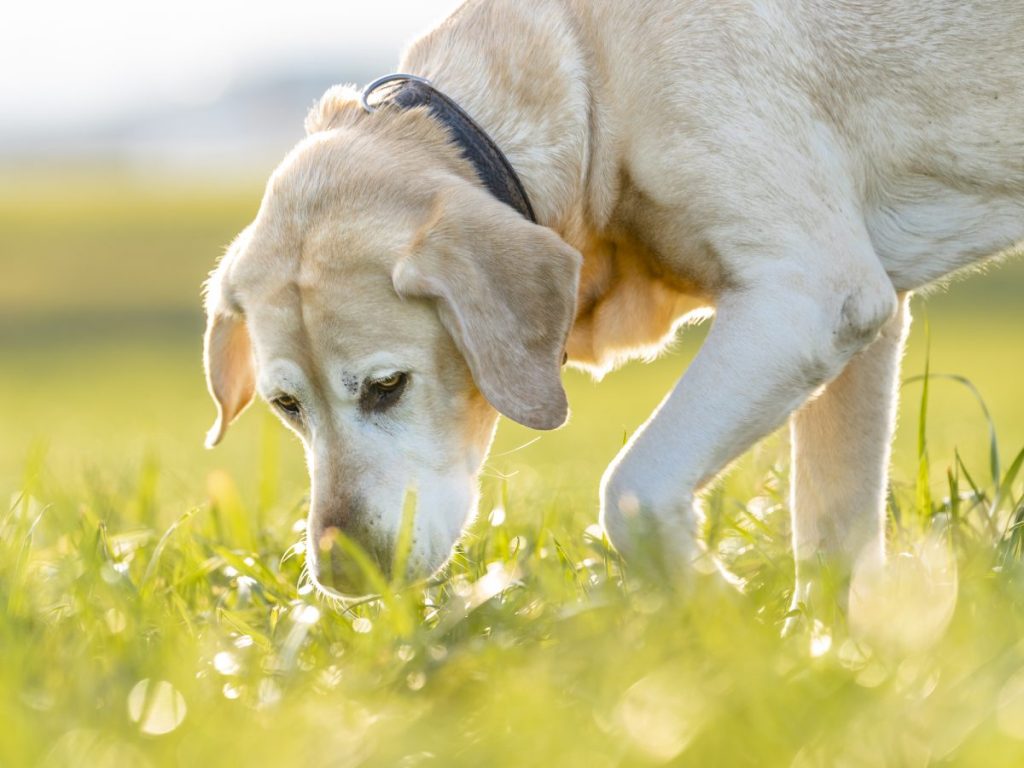 Labrador Retriever in grass