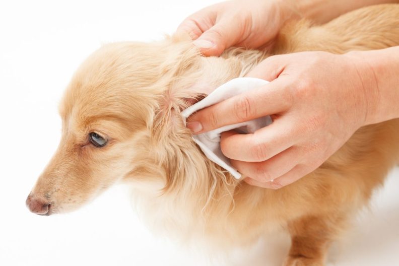 cleaning dog's ears with hydrogen peroxide