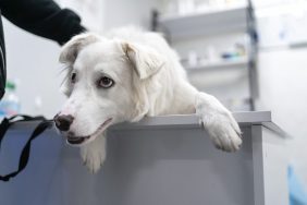 White dog in veterinary clinic.