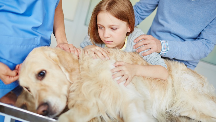 Anxious girl looking at her sick pet on medical table