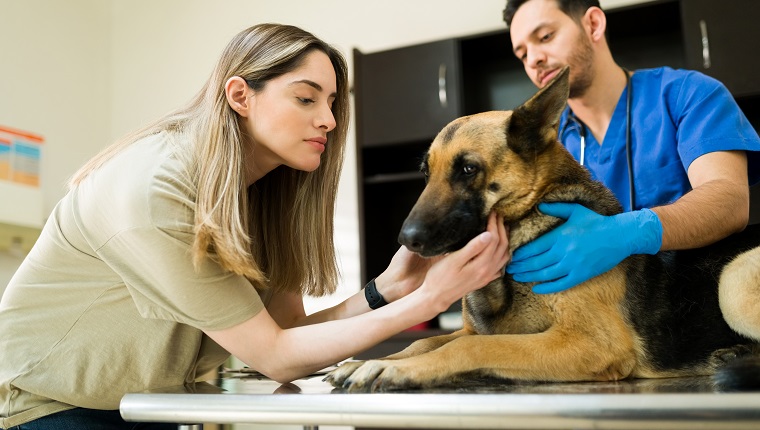 Abnormal Protein Production In Dogs: Symptoms, Causes, & Treatments ...