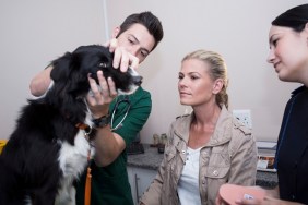 woman at a Veternarian with Border Collie and assistant looking at the dogs teeth