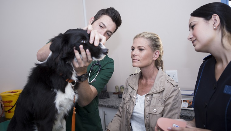 woman at a Veternarian with Border Collie and assistant looking at the dogs teeth