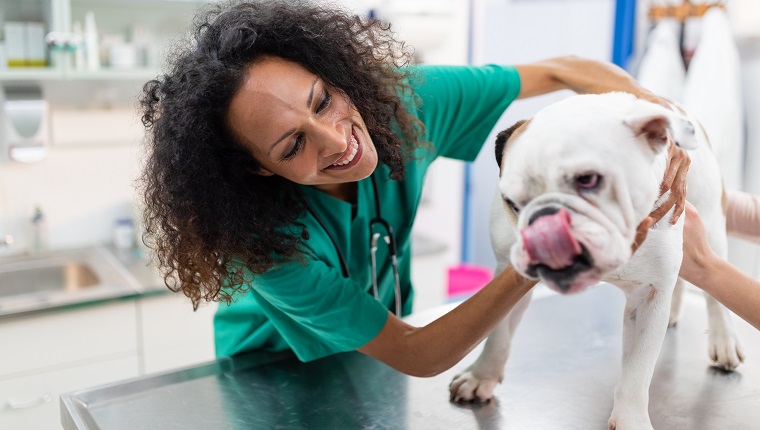 Female Veterinarian Examining Bulldog.