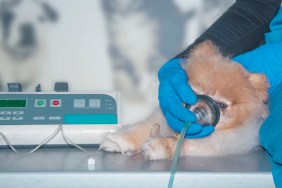 The doctor uses an oxygen mask and vascular catheter to rescue the dog