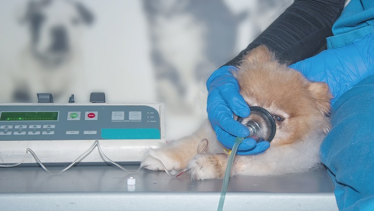The doctor uses an oxygen mask and vascular catheter to rescue the dog