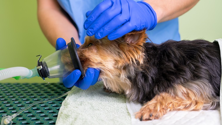 how do you know if your dog is in respiratory distress