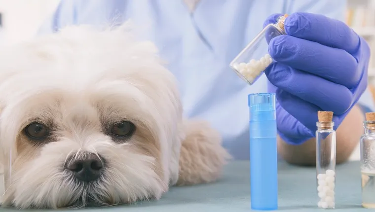 Vet holding homeopathic globules for a little maltese dog