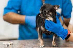 Veterinarians clean the paraanal glands of a dog in a veterinary clinic. A necessary procedure for the health of dogs. Pet care.