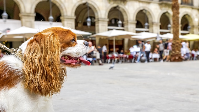 Close-up side view of Cavalier King Charles Spaniel in Barcelona