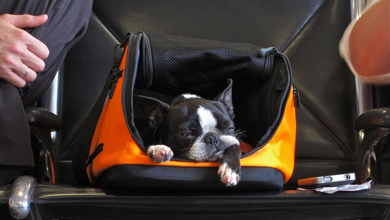 Dog waits in its carry-on container at airport in Atlanta, Georgia.