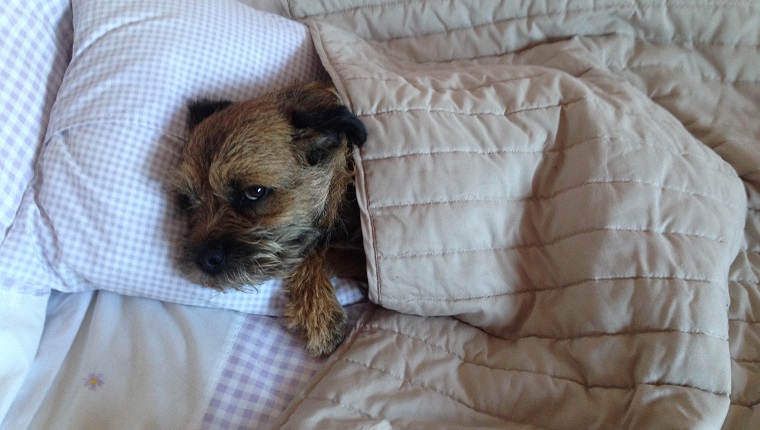 High Angle View Of Border Terrier Lying On Bed At Home
