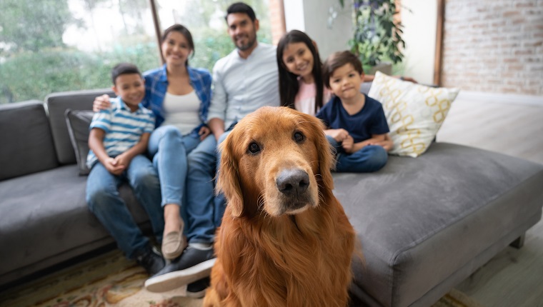Portrait of beautiful golden retriever and family sitting on couch at background all facing camera smiling very happy