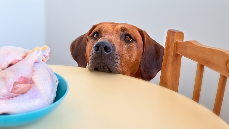 Botulism In Dogs: Symptoms, Causes, & Treatments - DogTime