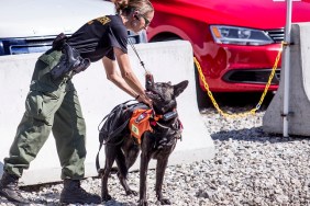 PORTLAND, ME - JUNE 16: Cpl. Michelle Merrifield of the Maine Warden Service unleashes her K-9, Piper, to help pick up the scent of Matthew Foster, 23, of Scarborough, who went missing at last weekend's Old Port Festival.