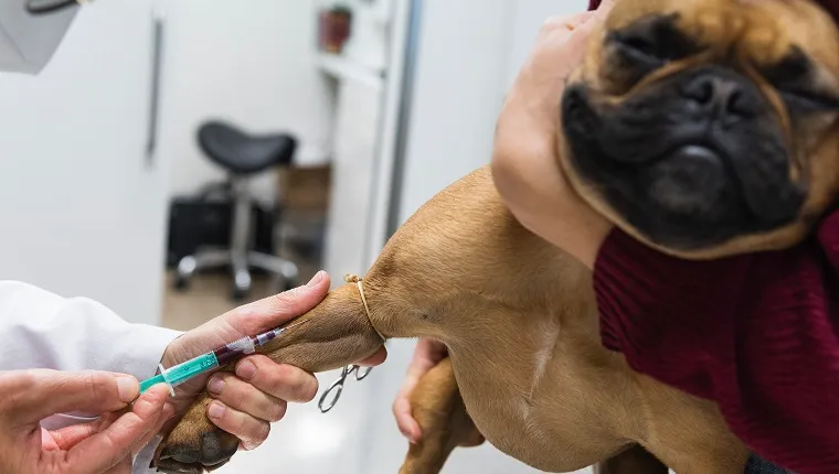 Barcelona, Spain. Veterinarian examining French Bulldog being held by woman. Animal, caucasian, examination, healthcare and medicine, vaccine, job, French Bulldog, physical examination, senior woman, doctor, cute, indoors, veterinary surgery, blood test